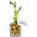Lucky Bamboo Arrangement in Small Square Glass Vase
